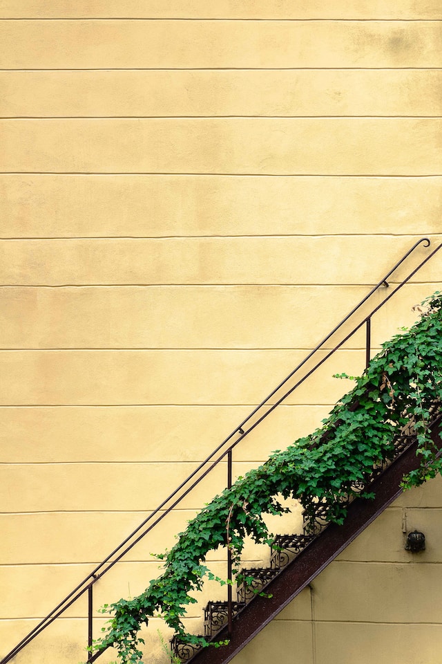 Stairs covered in green plants